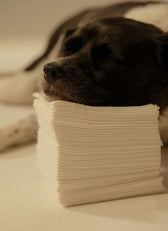 Forest-to-Face Traceability